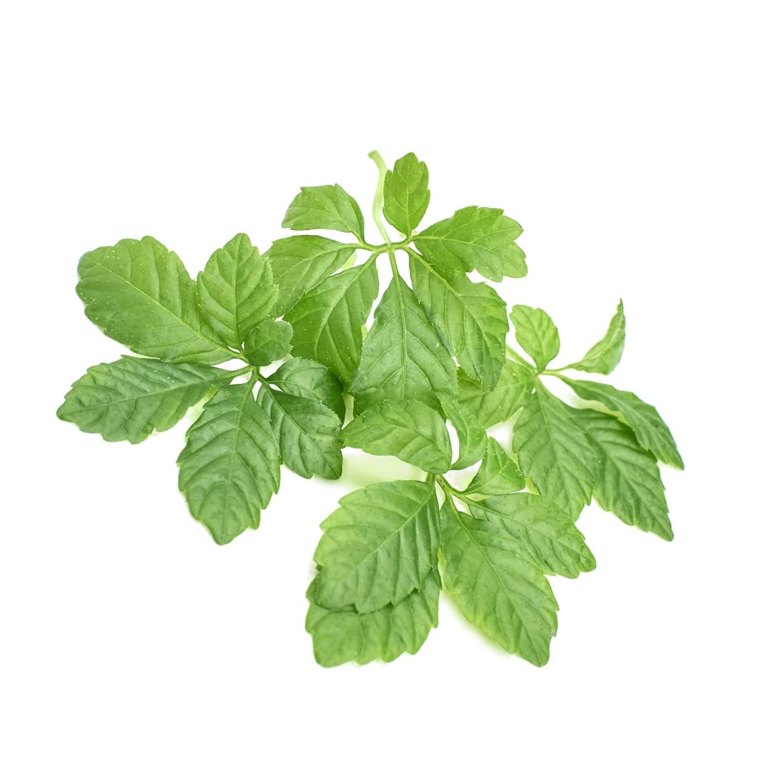 Addictive Wellness Gynostemma poudre – texture fine et utilisation dans boissons chaudes
