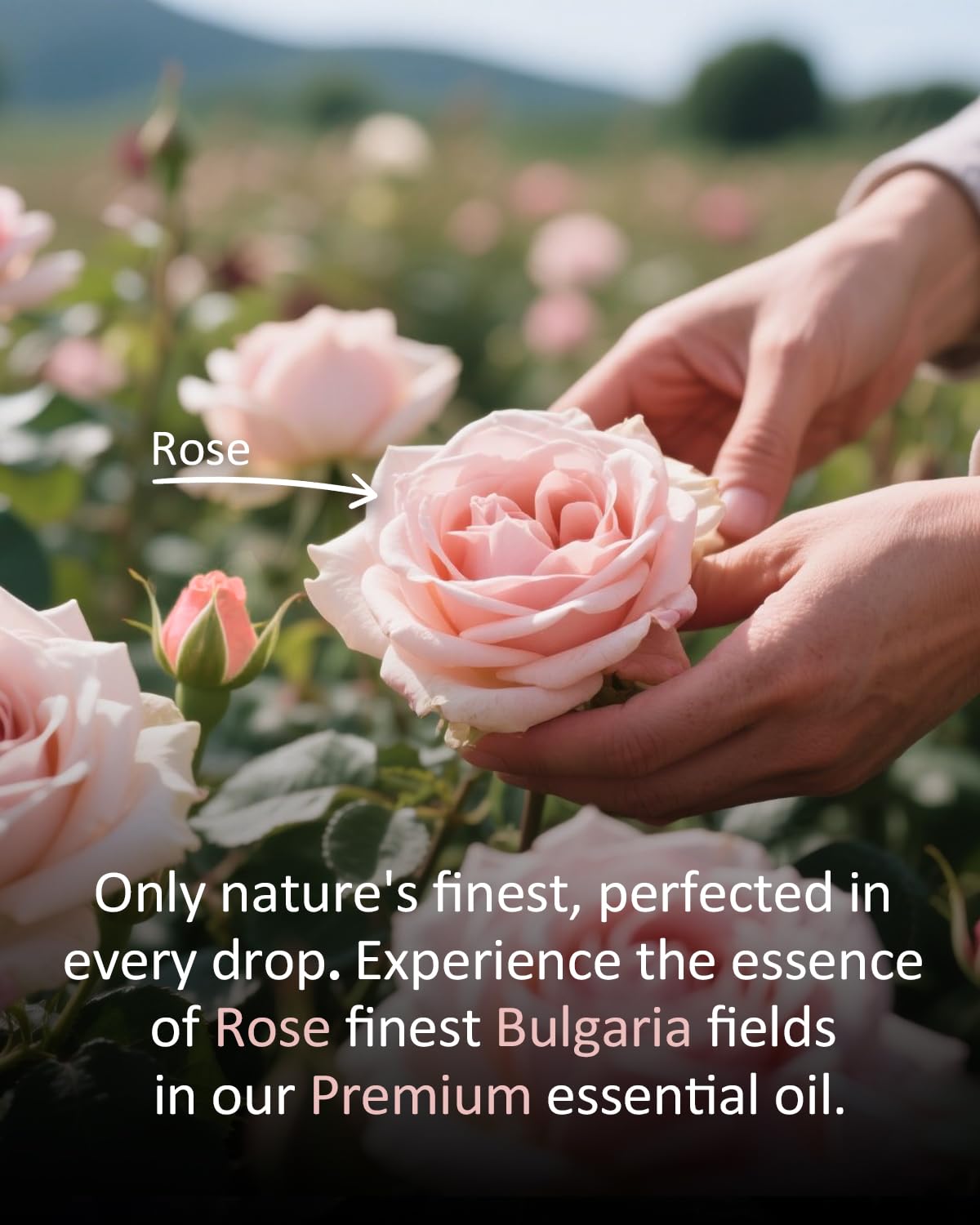 Airoomoil Rose: base savon maison pour projets de bricolage