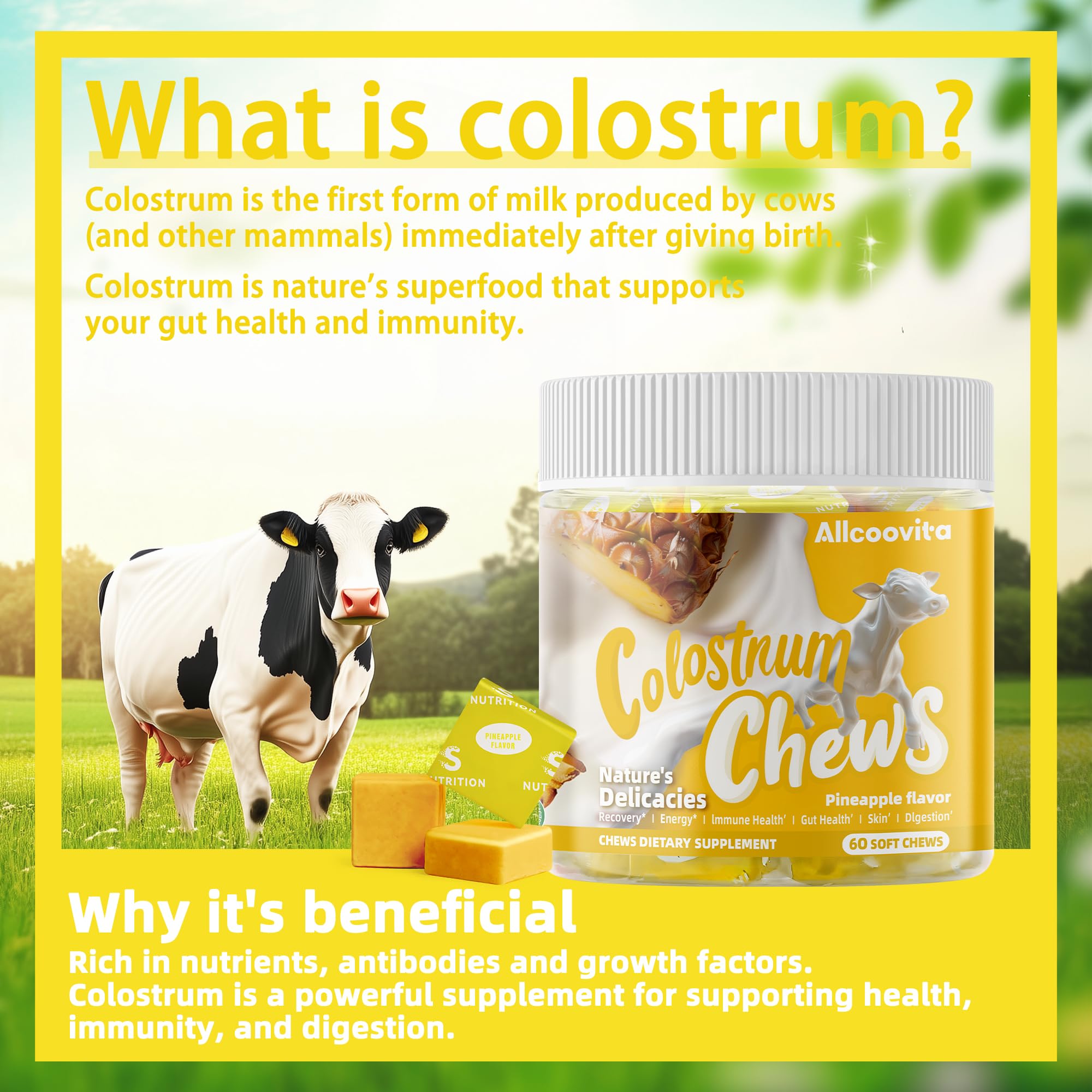 Texture gomme Allcoovita Colostrum Chews, prise facile et agréable.