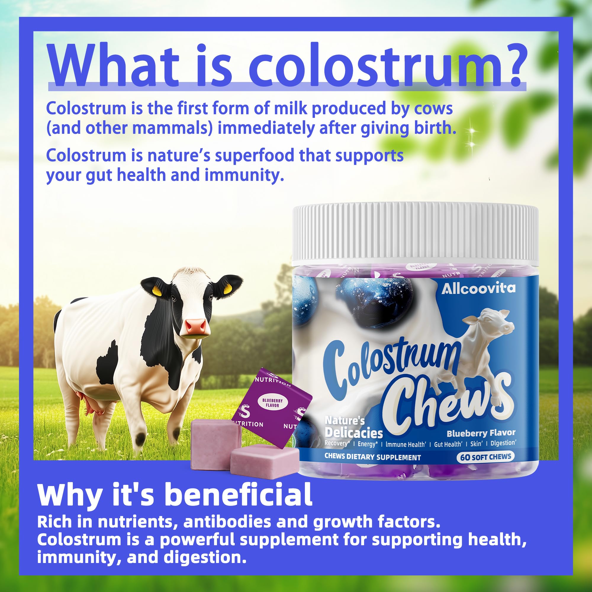 Texture gomme Allcoovita Colostrum, prise quotidienne agréable.