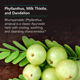 Nutricology Phyllanthus Complex utilisation-avec-repas: prise recommandée lors des repas.