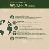 AMA GROW Wolffia bol matin, petit-déjeuner nourrissant et léger.