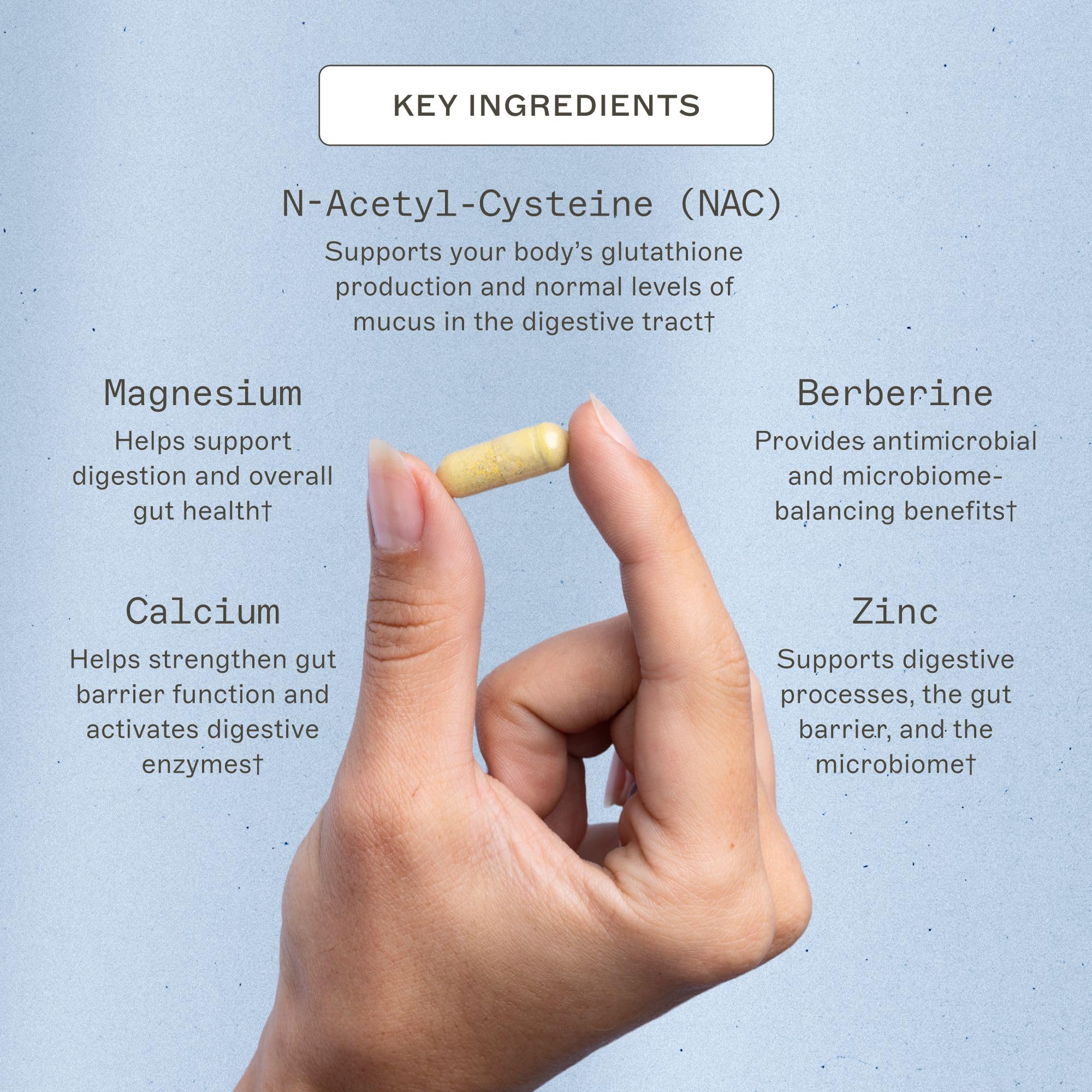 Gélules Microb-Clear: capsules faciles à avaler pour un usage quotidien et un confort digestif.