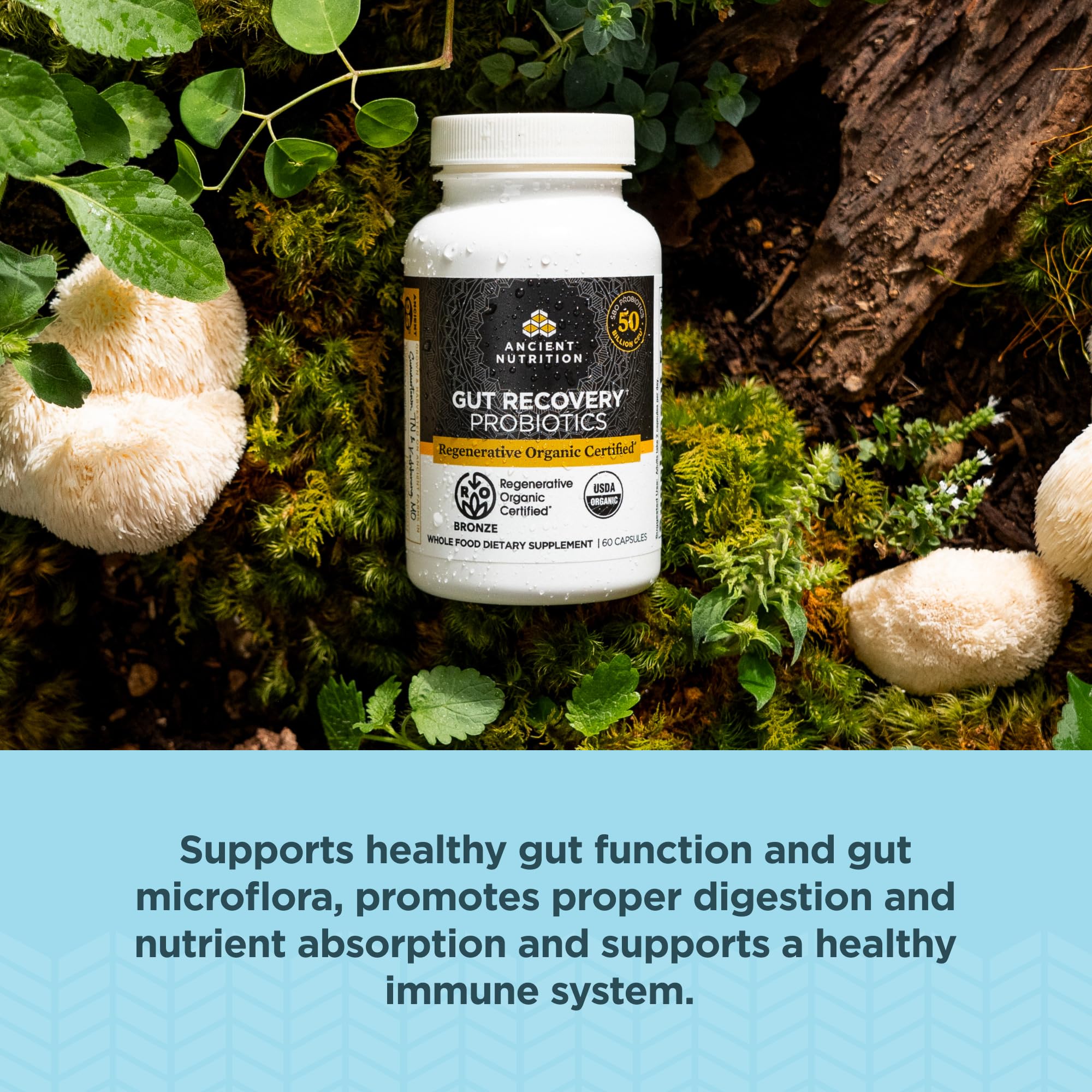 Ancient Nutrition Probiotiques – étiquette ROC indiquant prébiotiques et postbiotiques pour soutien quotidien.