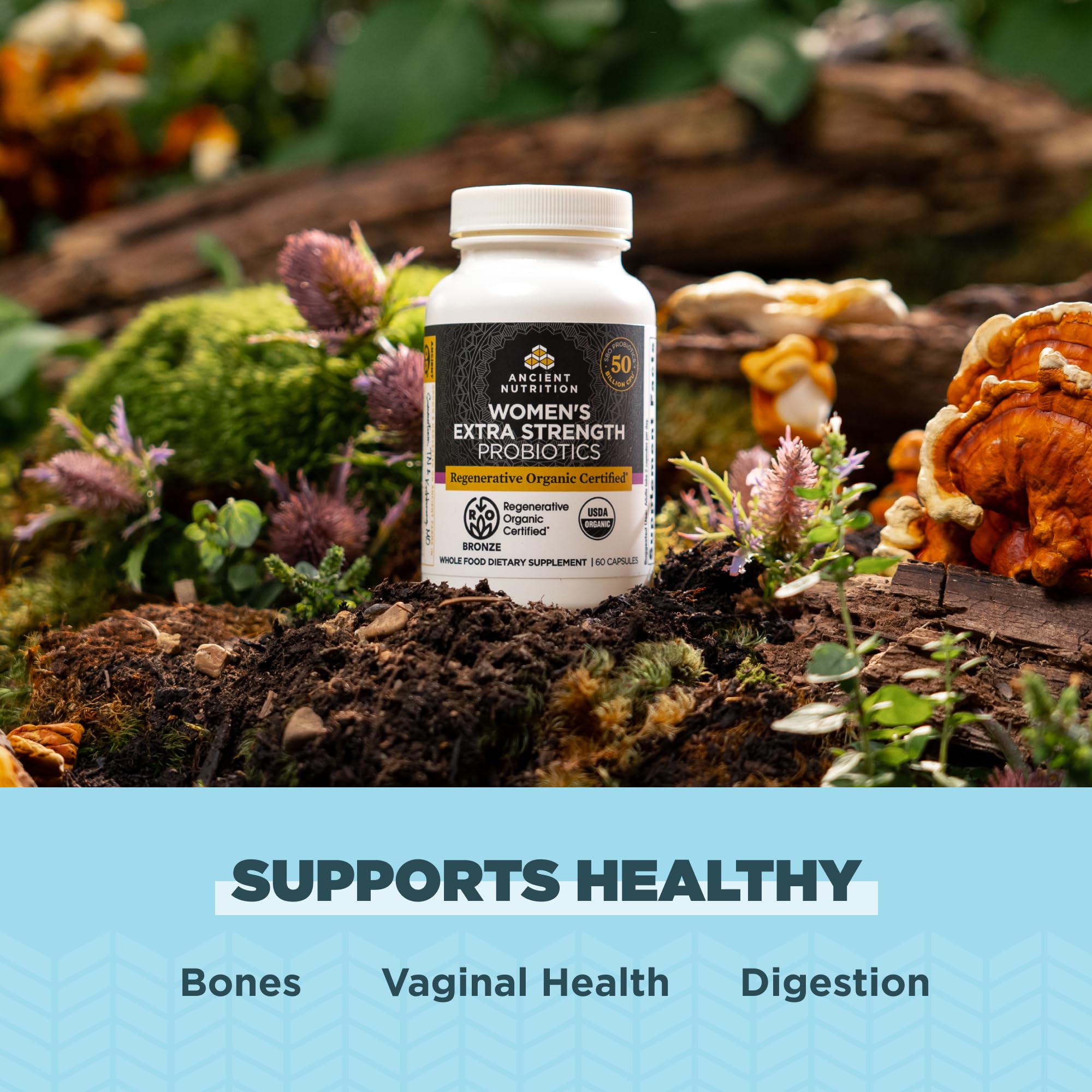 Mycélium de reishi et chaga: mélange naturel pour le bien-être quotidien.