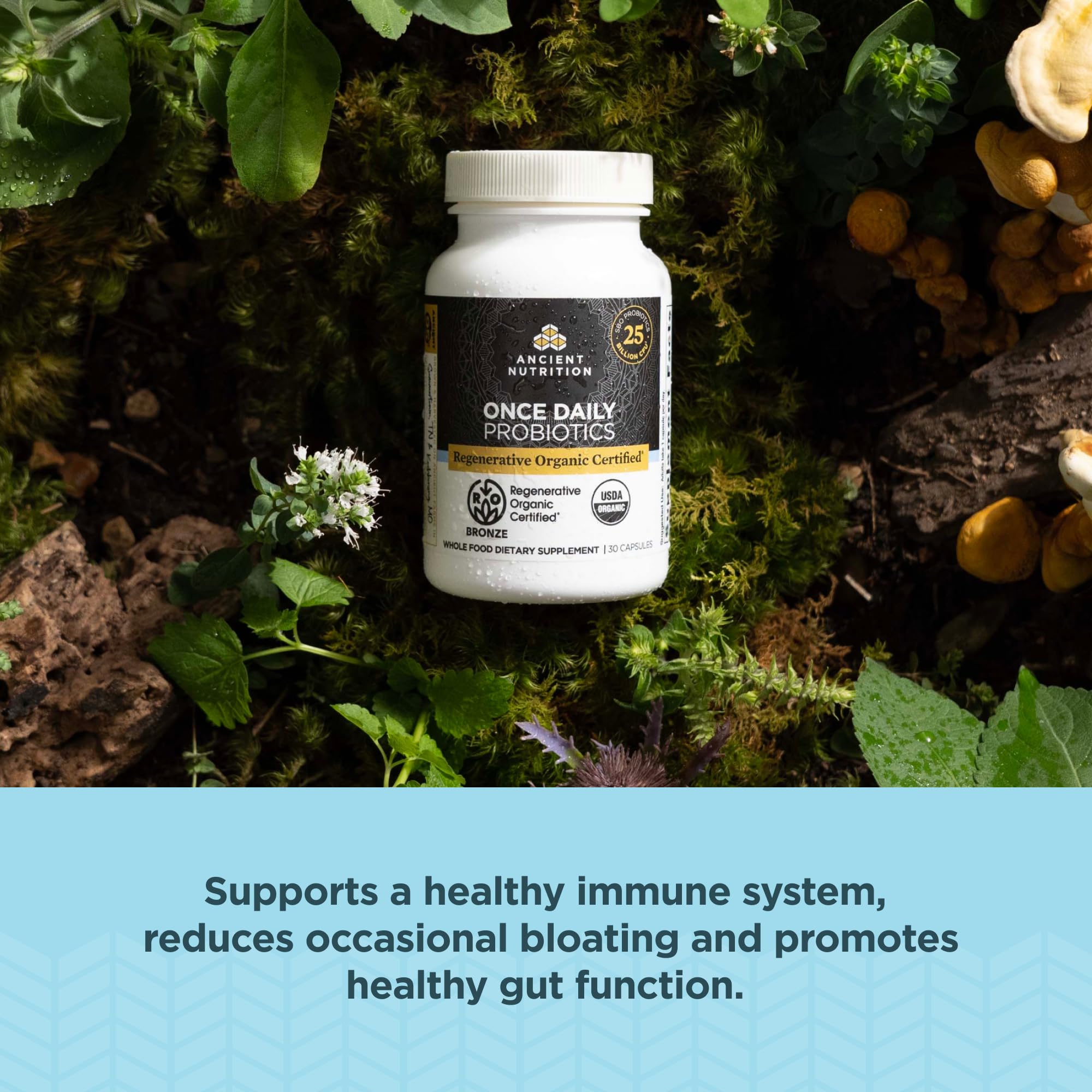 Ancient Nutrition Probiotiques, gingembre fermenté, richesse aromatique et digestion douce