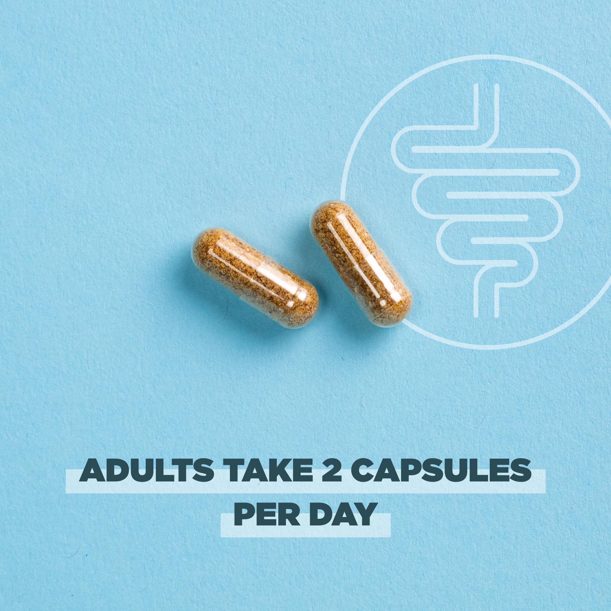 Ancient Nutrition Probiotiques – verser capsules dans verre pour soutenir la routine digestive.