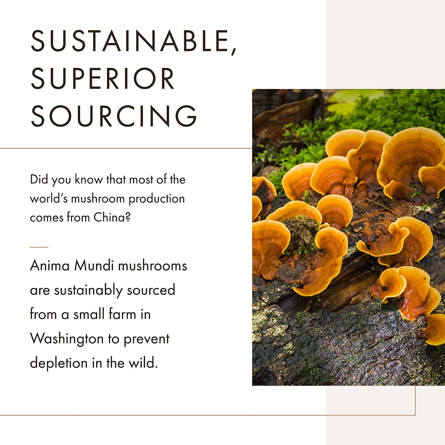 Anima Mundi Chaga poudre-boisson-energisante: ajoute énergie naturelle à vos boissons quotidiennes.