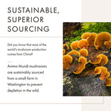 Anima Mundi Chaga poudre-boisson-energisante: ajoute énergie naturelle à vos boissons quotidiennes.