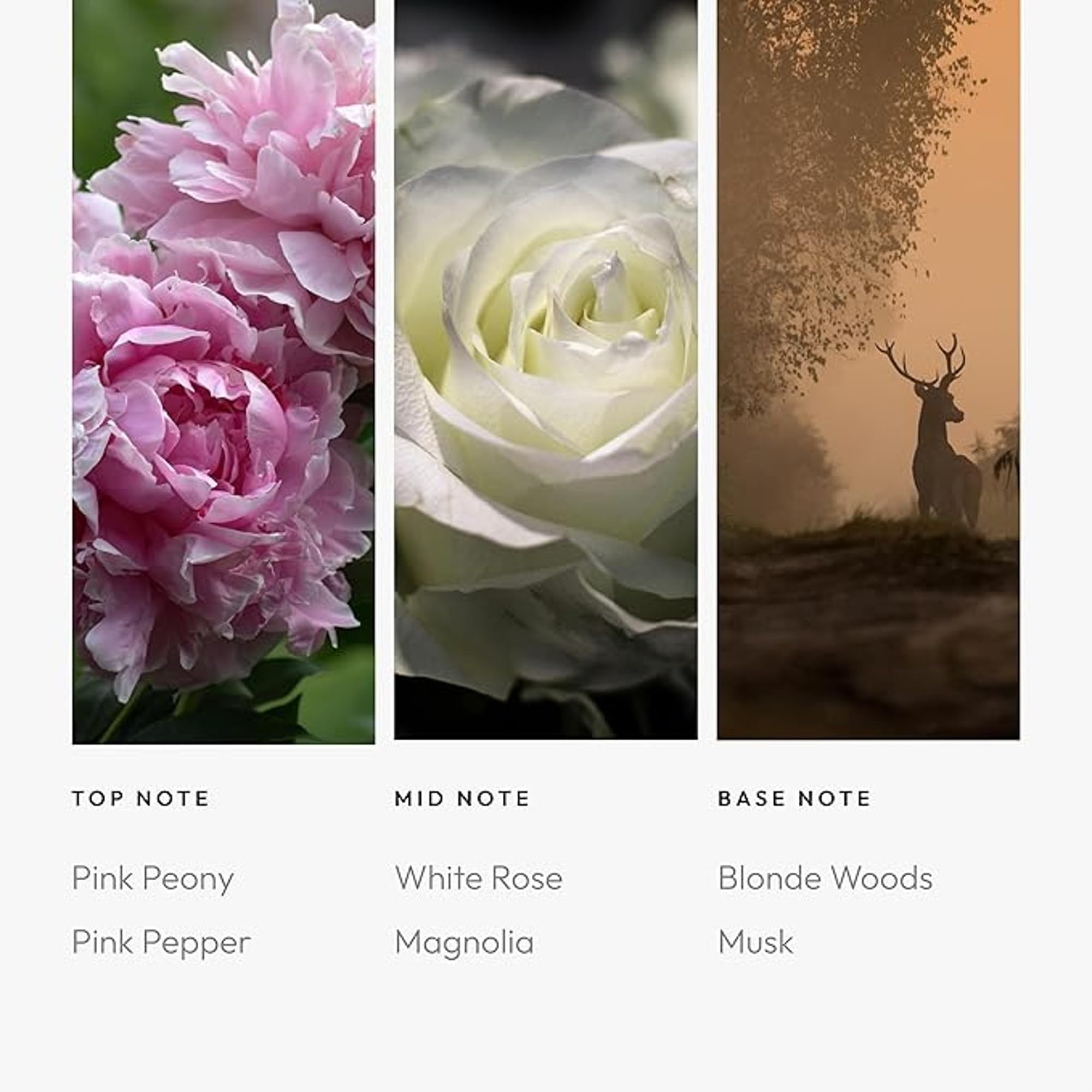 Aroma360 Timeless – Pivoine rose et magnolia en détail pour un effet raffiné.