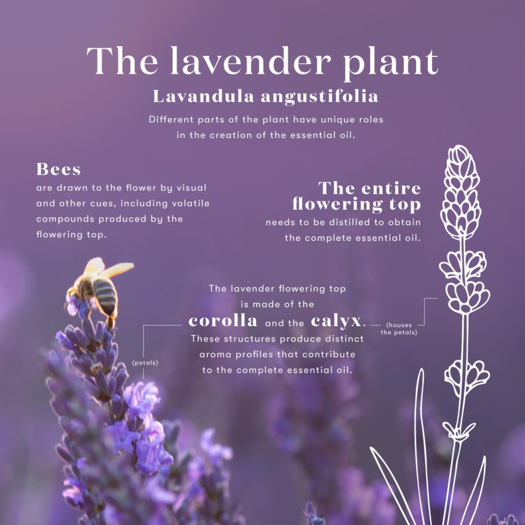 Arôme floral lavande spa maison Young Living pour bien-être.