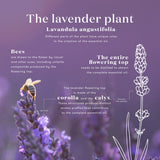 Arôme floral lavande spa maison Young Living pour bien-être.