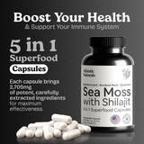 Capsules Atlantic Naturals mousse marine et shilajit, dosage pratique pour la journée.