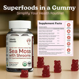 Atlantic Naturals gommes-seamoss-reishi-cordyceps illustration des champignons pour soutien naturel.