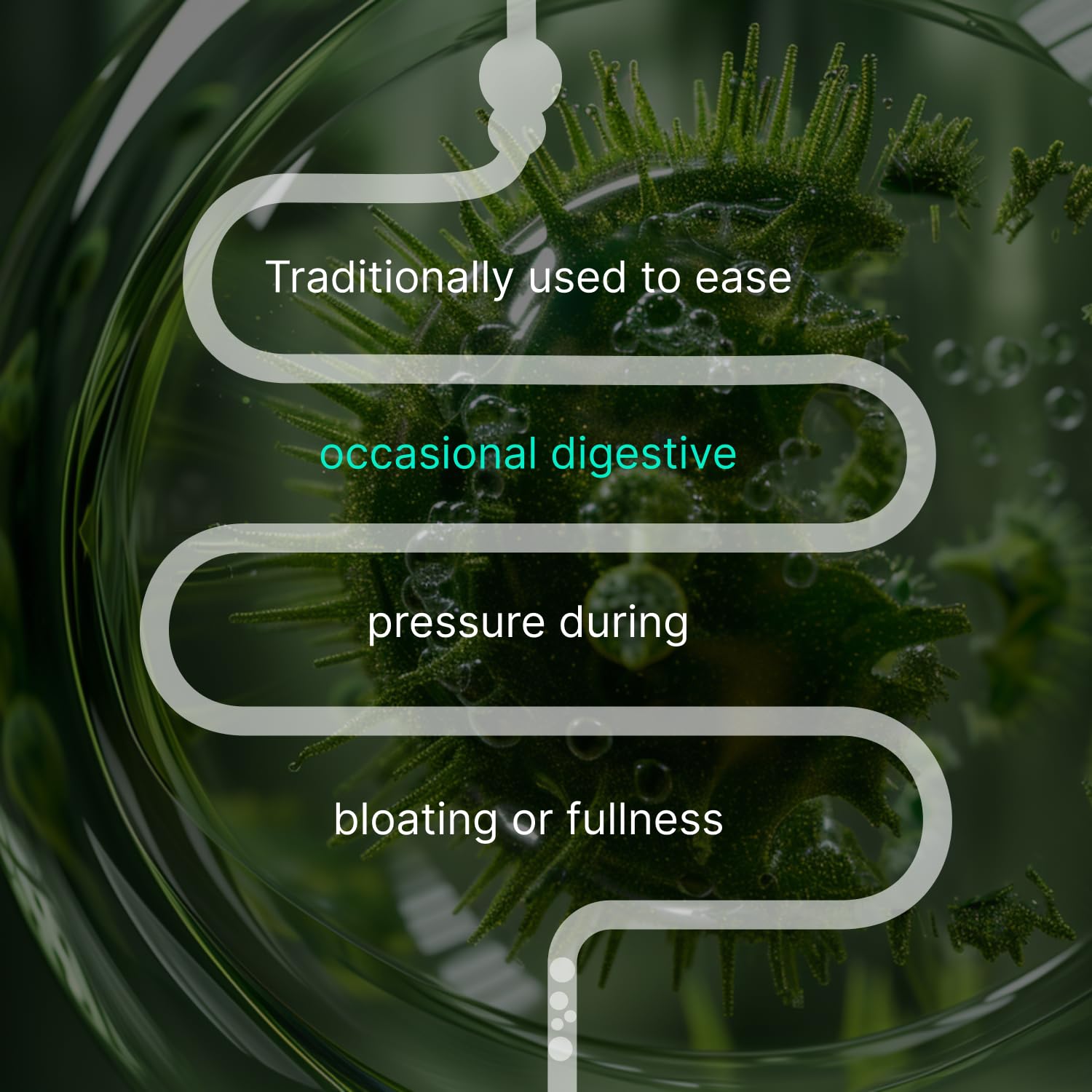 Authenta IBShield Angelique-racine — soutien du rythme digestif et du bien-être