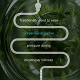 AUTHENTA IBShield, angelique: soutien doux pour les rythmes digestifs