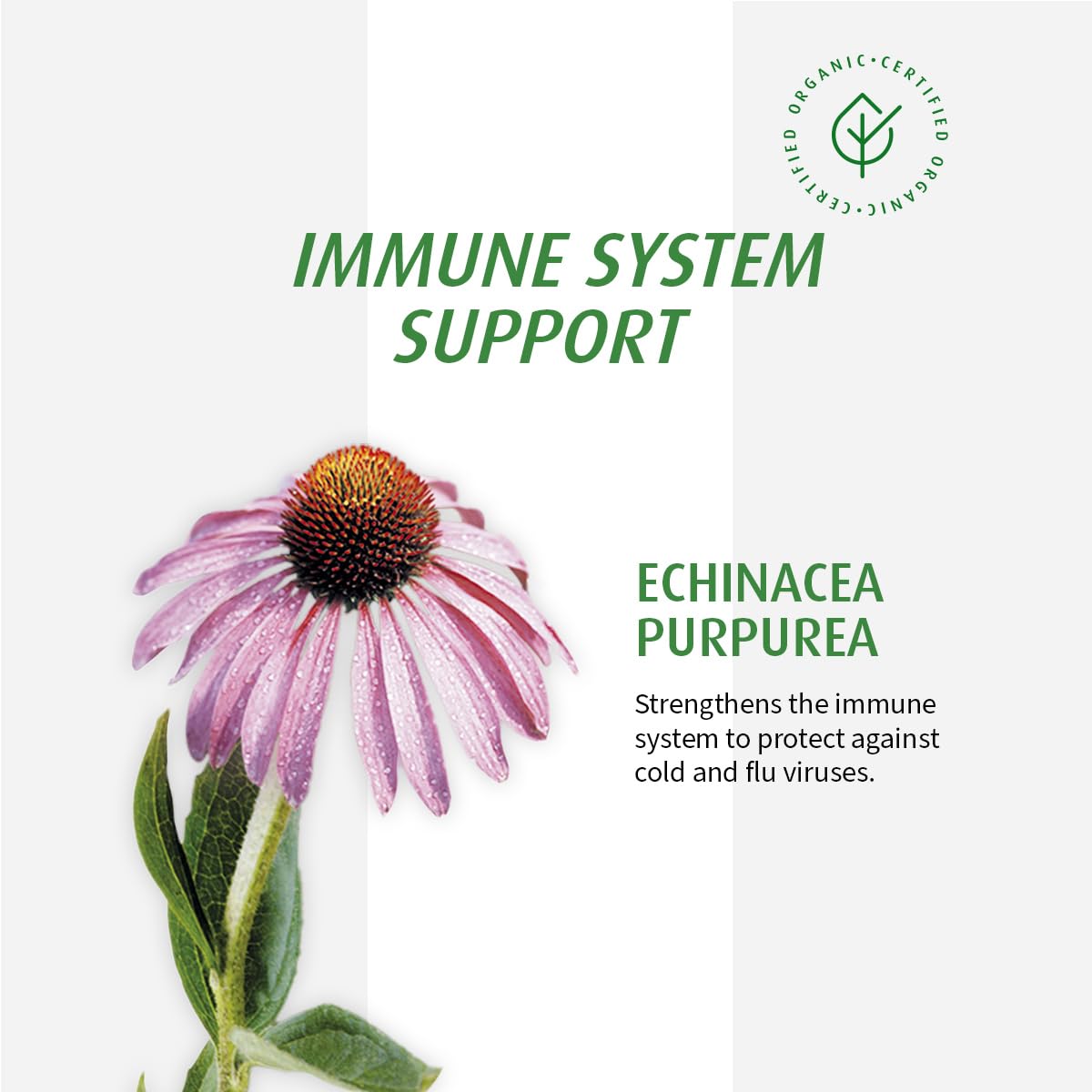 Extrait frais d'échinacea biologique utilisé par Echinaforce Junior.