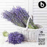 b gélules lavande bio sans-gluten, pour régime hypoallergénique.