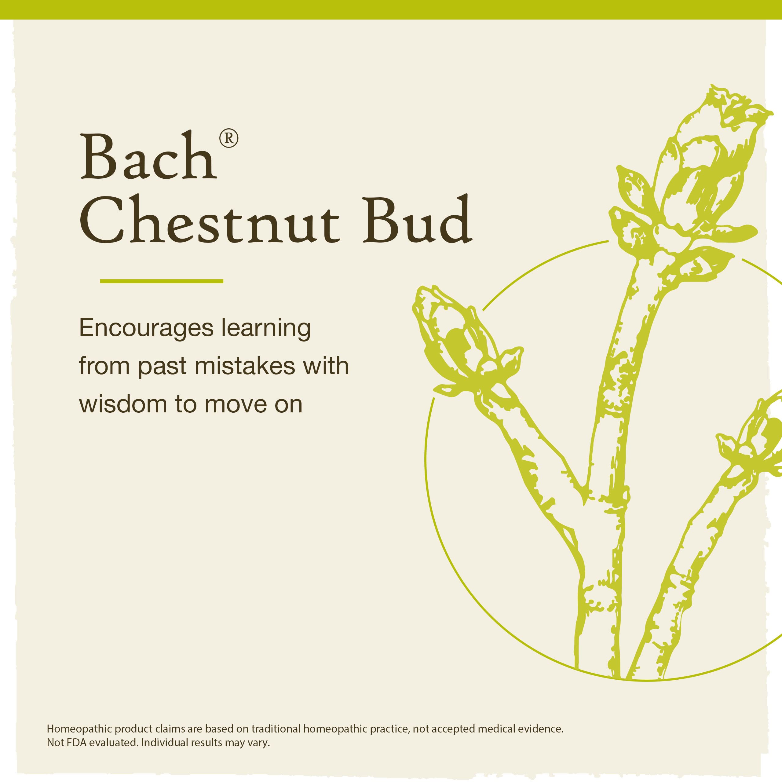 Bach Bourgeon de châtaignier, étiquette claire et identification facile.