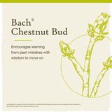 Bach Bourgeon de châtaignier, étiquette claire et identification facile.