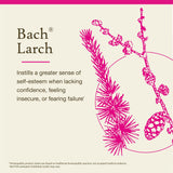 Bach Fleurs Larch – gouttes prêtes à être ajoutées à une boisson.