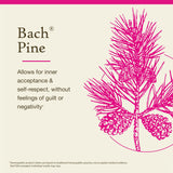 Bach Pine – gouttes sous-langue pour un usage rapide et discret.