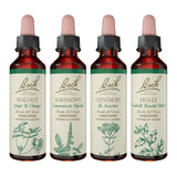 Bach Remèdes Fleurs Originales Houx – goutte pour équilibre émotionnel potentiel.