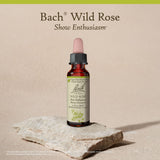 Bach Rose sauvage sans alcool, simple rituel quotidien pour retrouver l’enthousiasme.