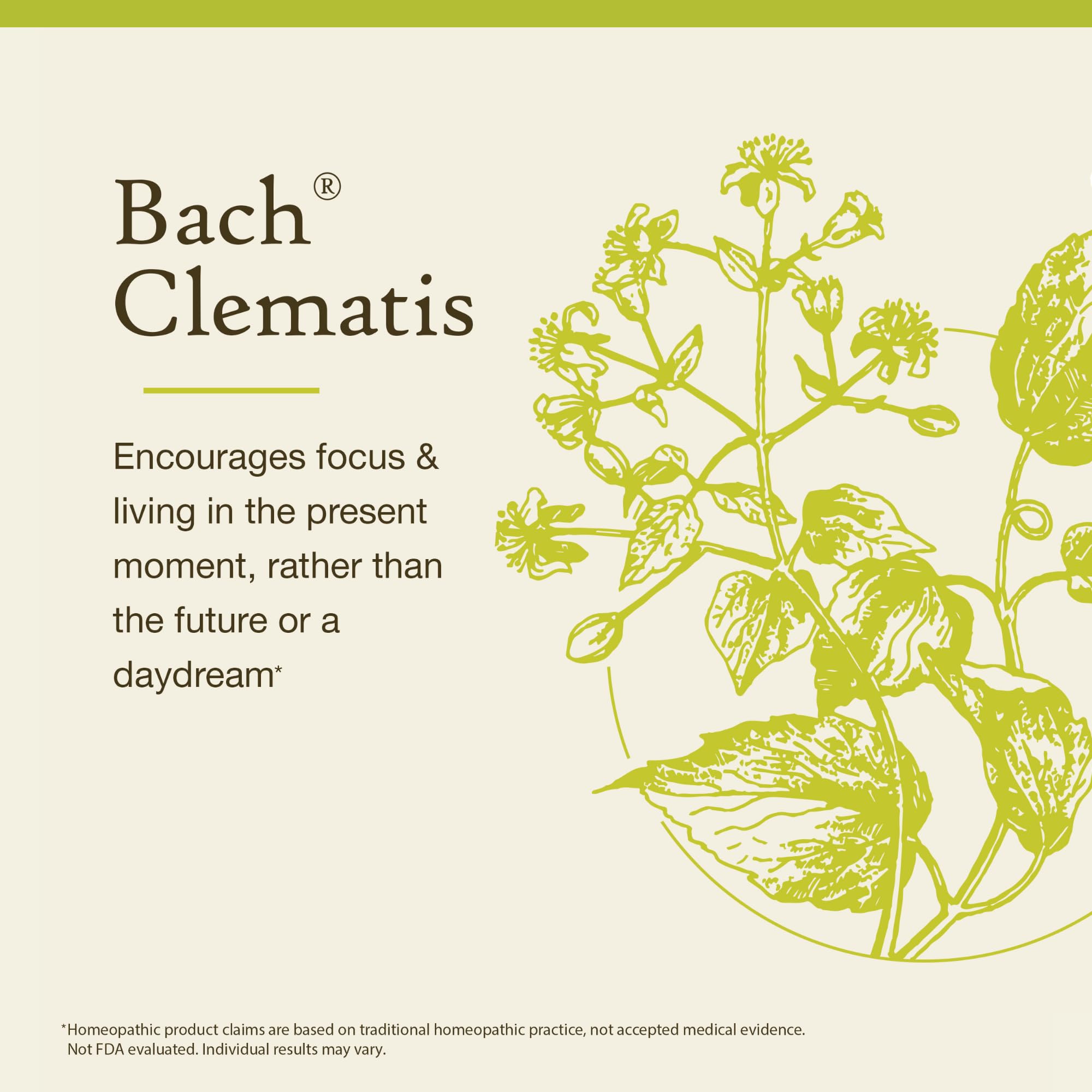 Essence florale Clematis Bach pour le bien-être quotidien