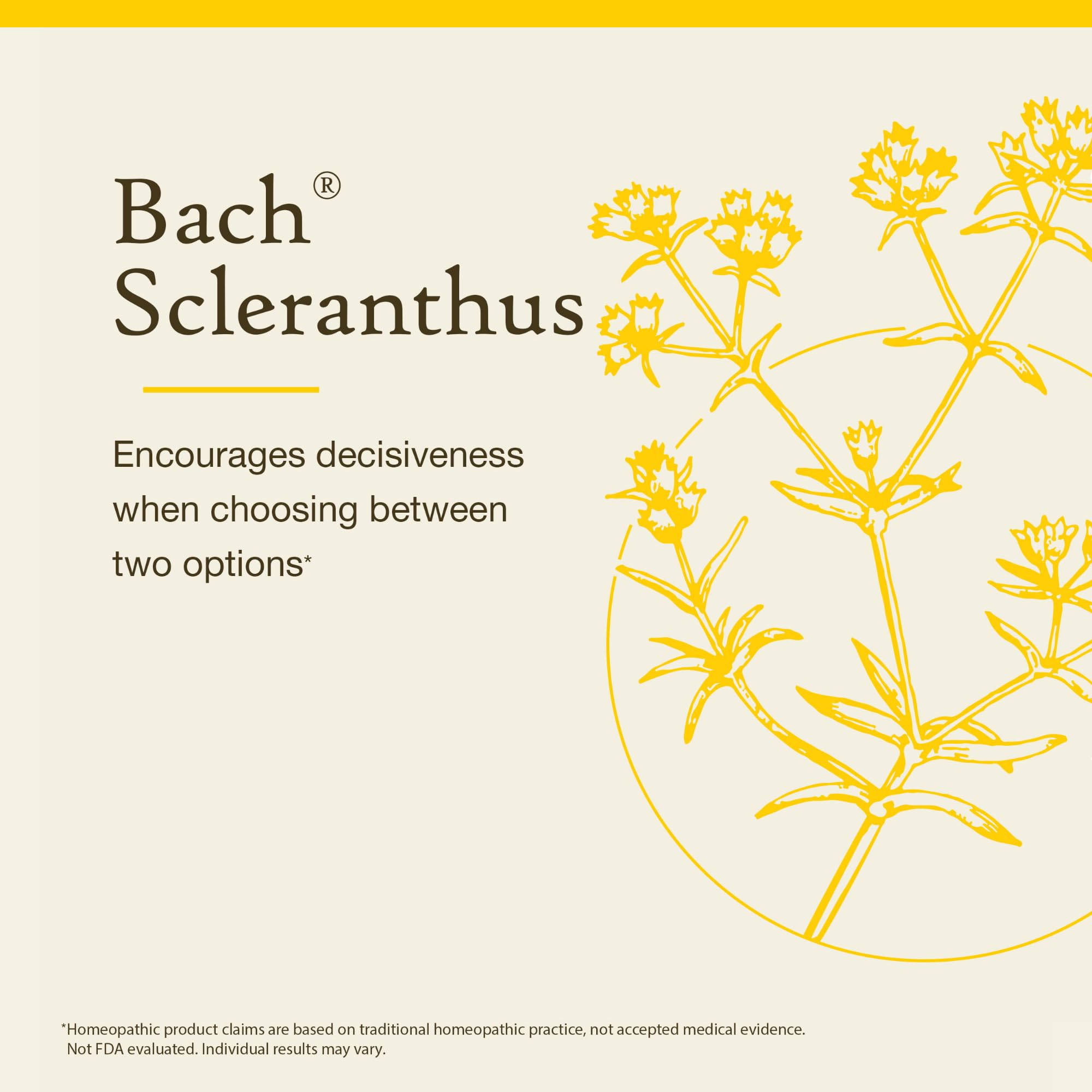 Utilisation quotidienne avec Bach Scleranthus pour soutenir la cohérence décisionnelle.