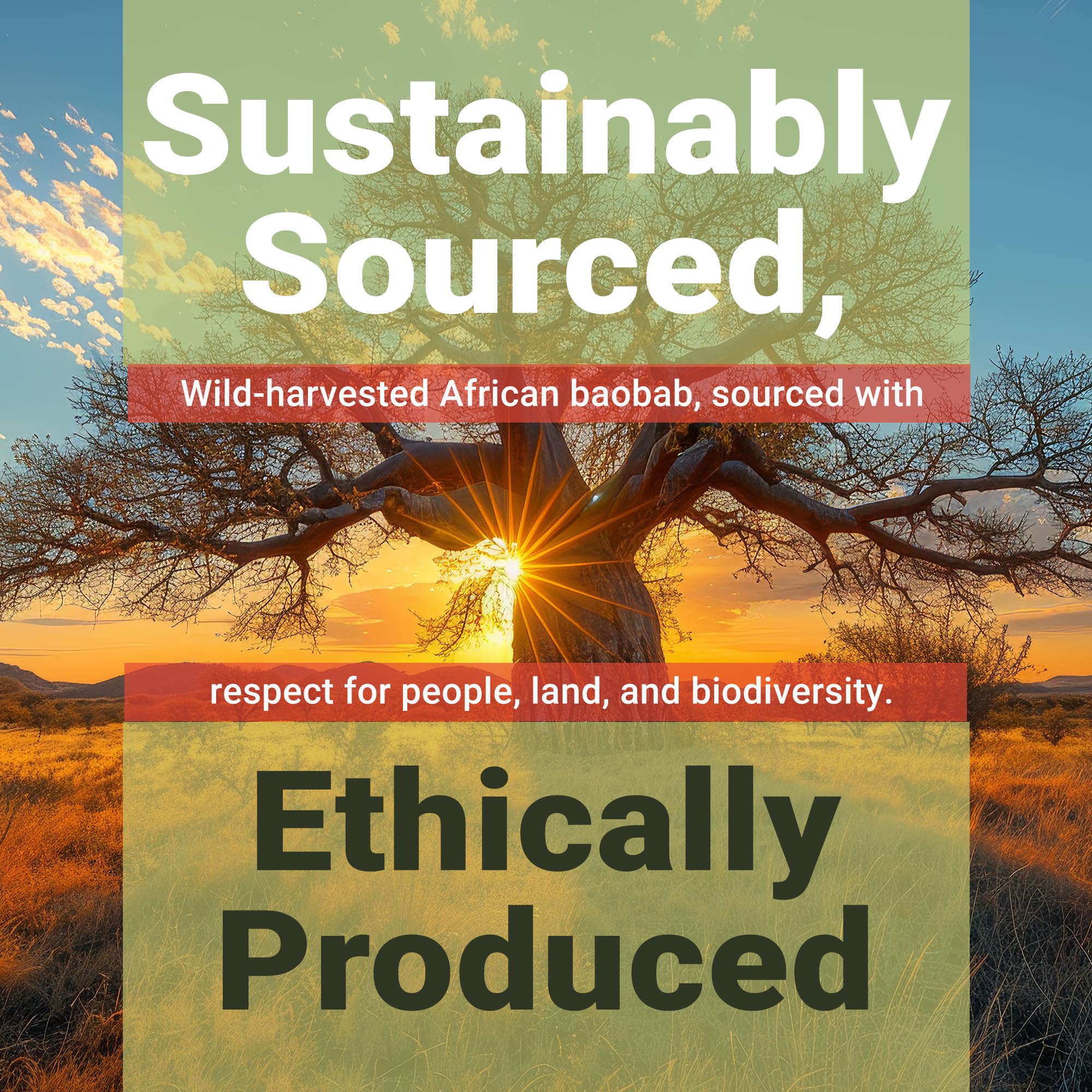Baobest poudre baobab Bio – vitamine C naturelle pour l'énergie.