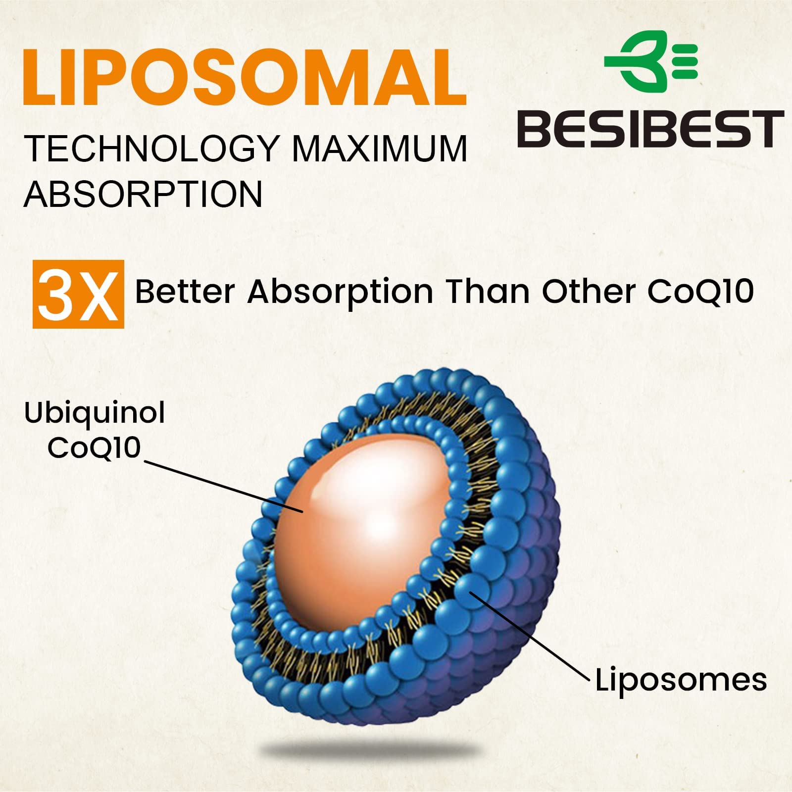 Besibest: fiche ingrédients CoQ10 liposomal et lecithine de tournesol