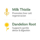 Antioxydants naturels — chardon-marie et dent-de-lion illustrés.