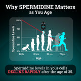 Black Forest Spermidine – capsules utilisées dans la routine matin et soir.