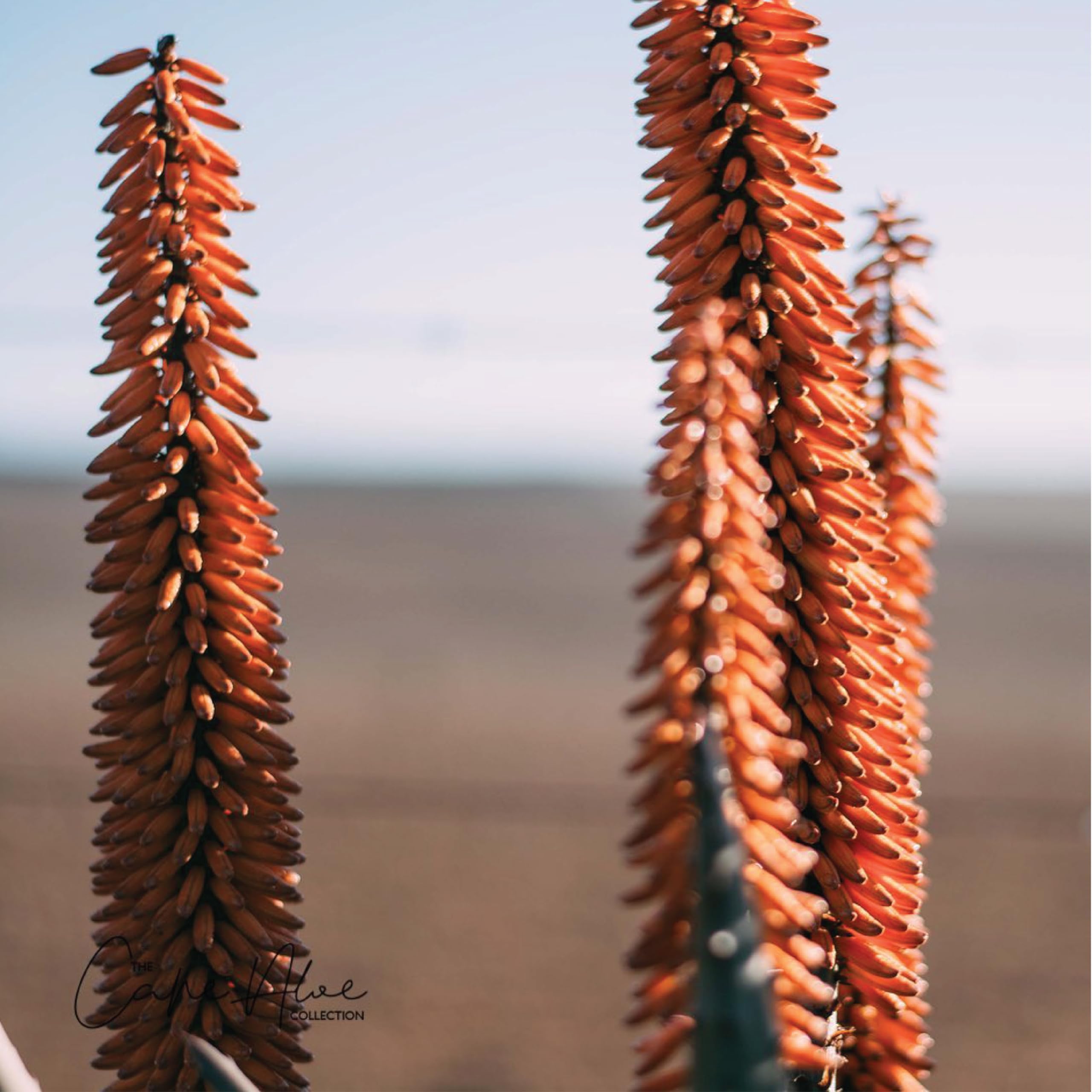Cape Aloe Ferox: préparation sur trois jours, idéal pour une remise en forme digestive légère.
