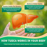 Schéma de digestion des graisses avec CFILIHTC Tudca.