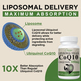 Forme ubiquinol active Ciaceae CoQ10, biodisponibilité potentiellement élevée.