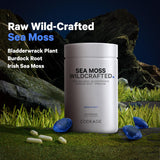 Codeage Sea Moss – spiruline en poudre pour une touche botanique
