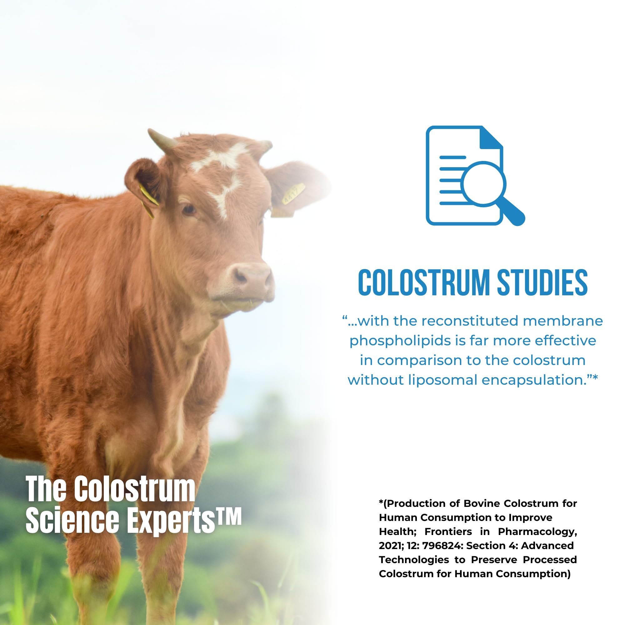 Colostrum-LD absorption dans le sang – action facilitée par la liposomale.