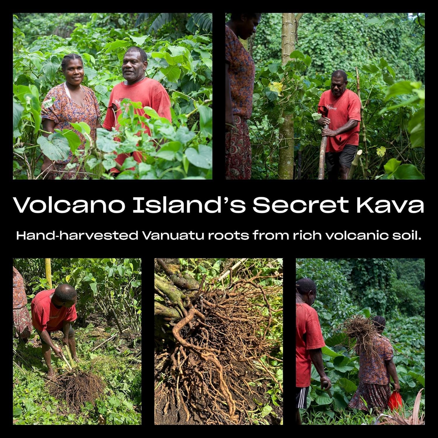Coral Sea Kava – origine éthique et soutien des communautés insulaires