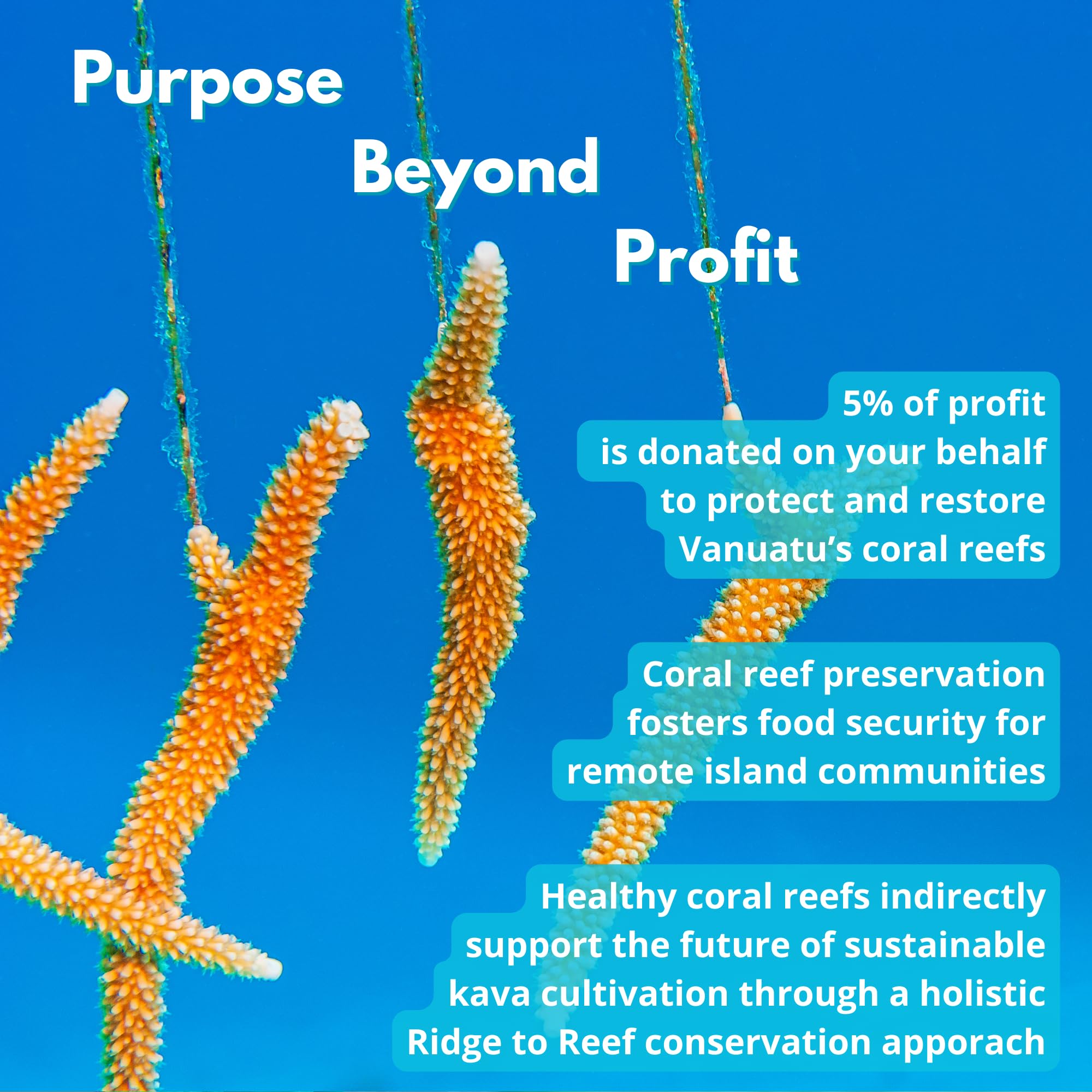 Coral Sea Kava – préparation facile dans une boisson froide