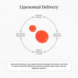 Absorption avancée du CYMBIOTIKA Liposomale B12, meilleure biodisponibilité.