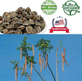 Graines moringa DABC OAK LAND prêtes à semer dans le jardin.