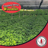 Poudre de ginseng Dairyland stimule l'énergie et l'immunité.