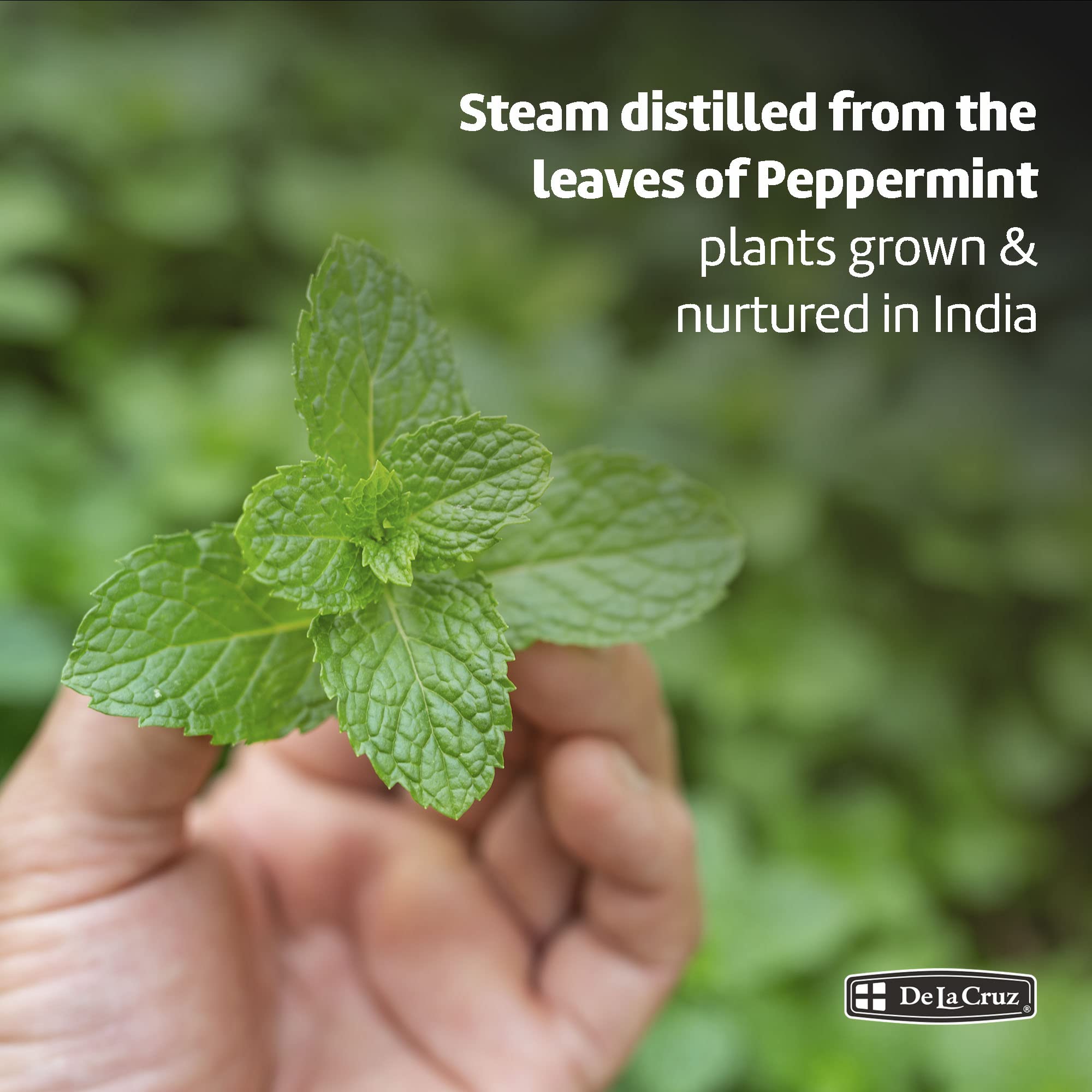 Feuilles de menthe indiennes utilisées pour l’extraction de l’huile.