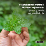 Feuilles de menthe indiennes utilisées pour l’extraction de l’huile.