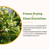Doctor's Recipes Moringa vegan conforme : formulation adaptée végétalien