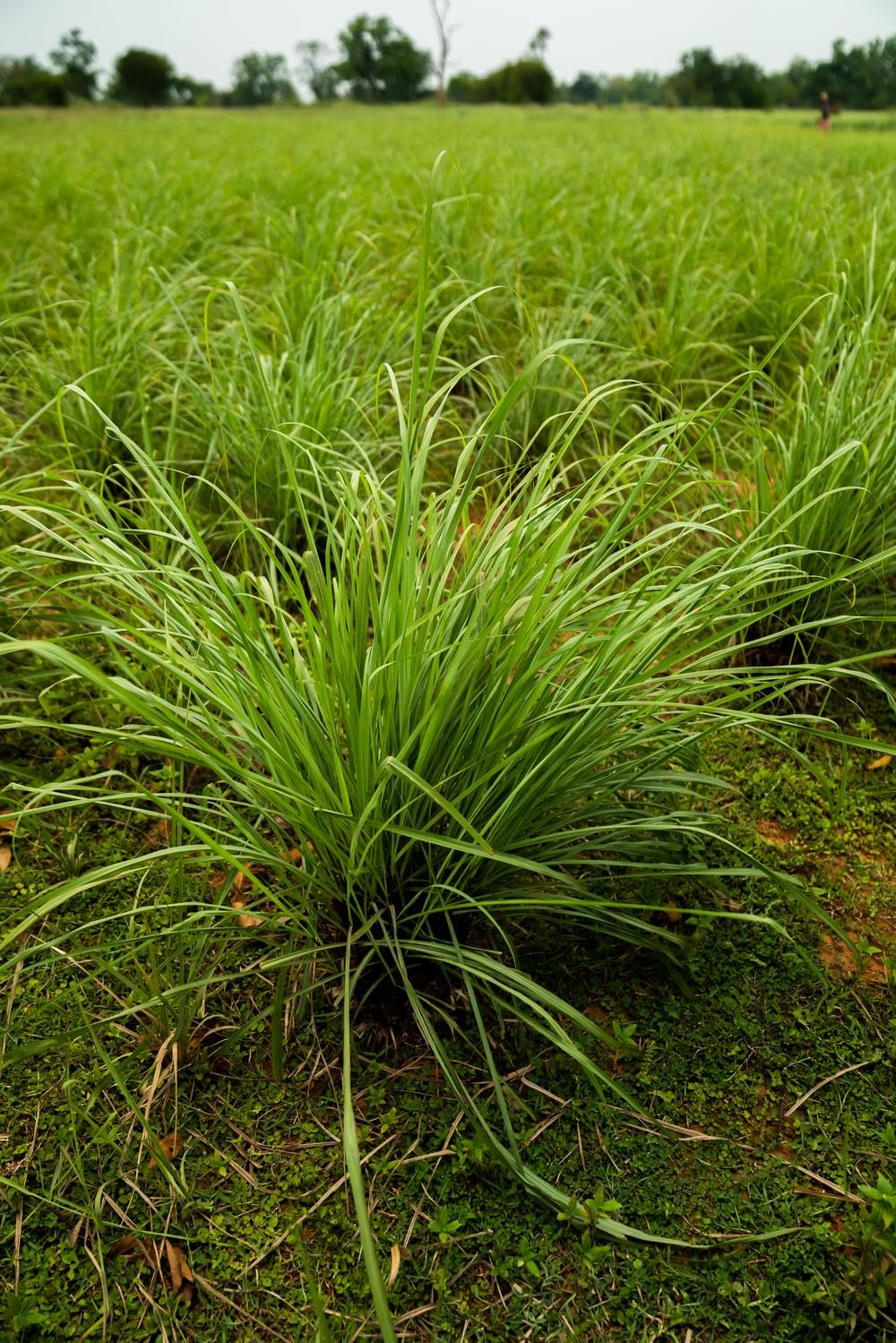 doTERRA Lemongrass: capsule pour le soutien digestif éventuel.