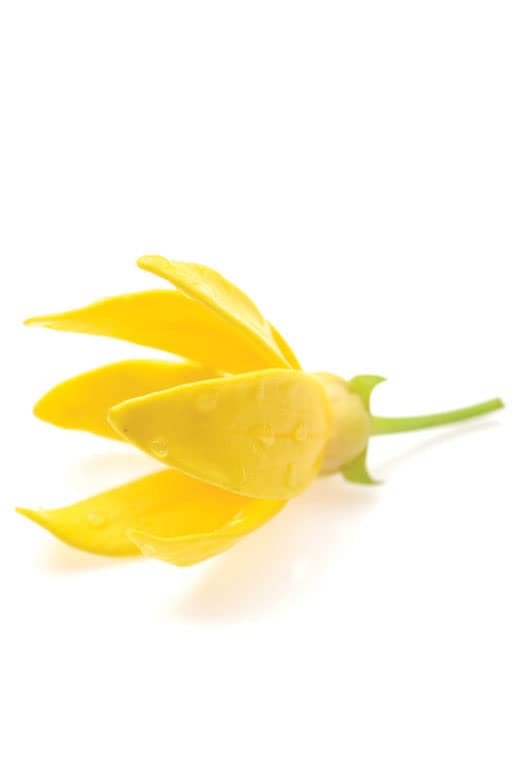 doTERRA Ylang Ylang gouttes huile essentielle, idéale pour massage et soins capillaires.