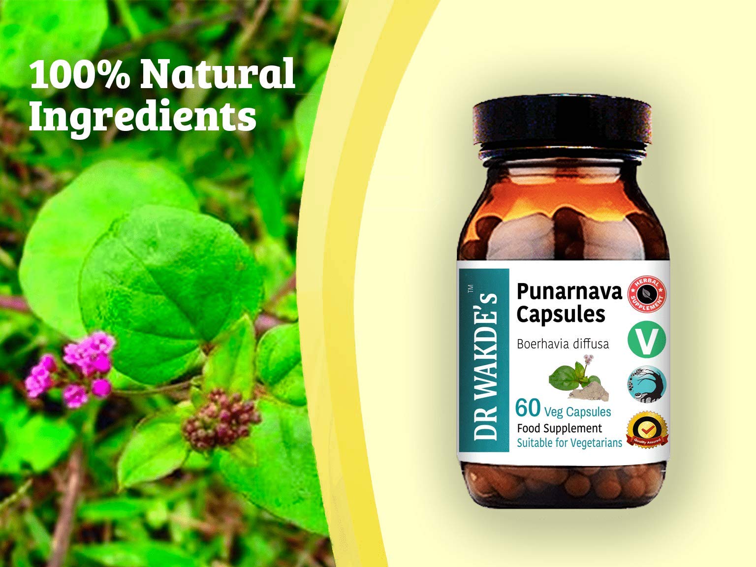 DR WAKDE'S Punarnava utilisation quotidienne avec eau ou jus